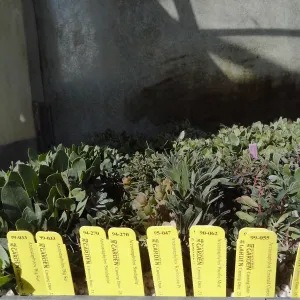Plant propagation of Manzanita at the Horticulture nursery, living collections nursery, Hort unit
