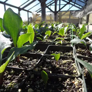 Plant propagation at the Horticulture nursery, living collections nursery, Hort unit