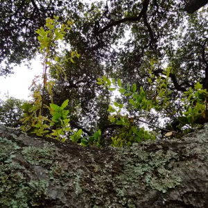 fresh oak leaves, Quercus agrifolia (Coastal Live Oak), lichens