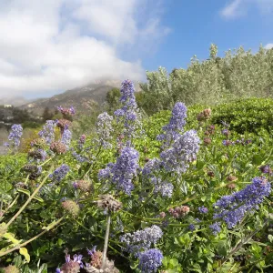 Porter Trail in bloom, Spring 2014 (California Lilac)