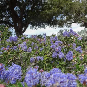 Porter Trail in bloom, Spring 2014 (California Lilac)