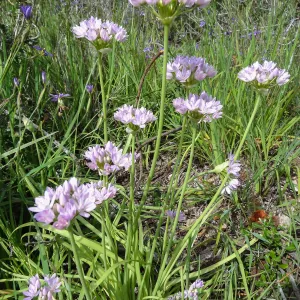 Porter Trail in bloom, Spring 2014