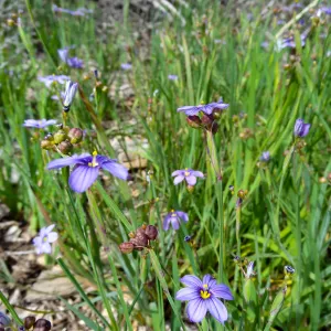 Porter Trail in bloom, Spring 2014