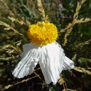 Matilija Poppy flower, Porter Trail, SBBG
