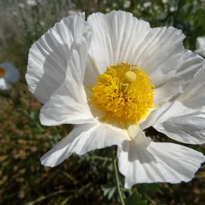 Matilija Poppy flower, Porter Trail, SBBG