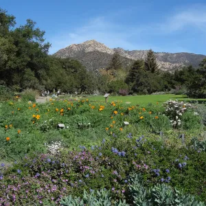 Meadow at SBBG