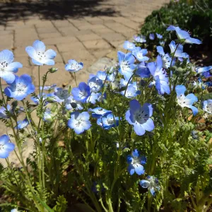 spring wildflowers, SBBG