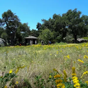 2014 spring wildflower Meadow, SBBG
