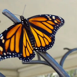 Monarch butterfly