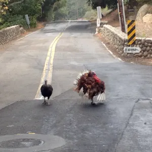 turkeys, Mission Canyon Road