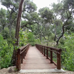 Campbell Bridge, 5 years post Jesusita Fire