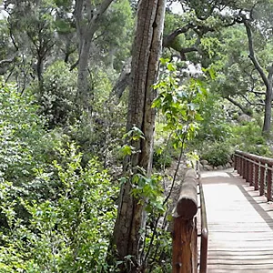 Canyon Trail and Campbell Bridge, 5 years post Jesusita Fire