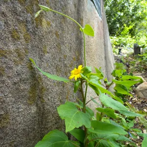 canyon sunflower, sandstone boulder, Campbell Trail