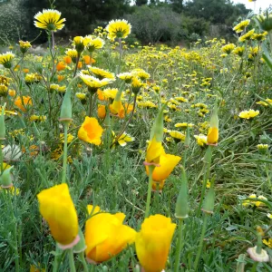 Spring wildflower display in the Meadow (tidy tips) (California poppies)