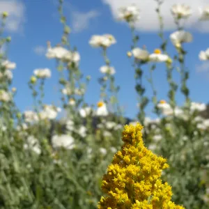 Solidago, Porter Trail