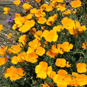 California poppies, Porter Trail