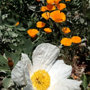 California and Matilija poppies, Porter Trail