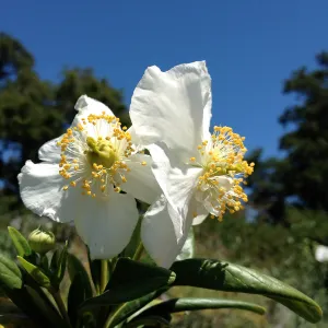 Porter Trail in bloom