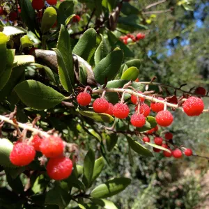 fall color, red berries, SBBG