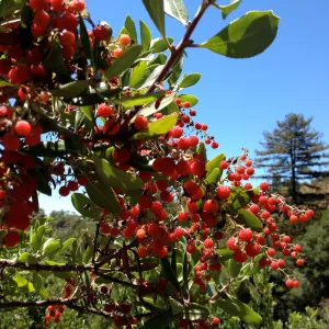 fall color, red berries, SBBG