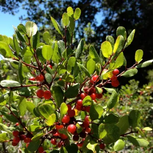fall color, red berries, SBBG