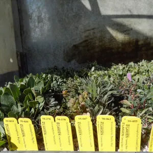 Hort Unit, plants and propagation beds