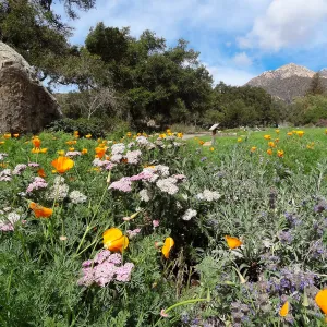 spring wildflowers, lower Meadow