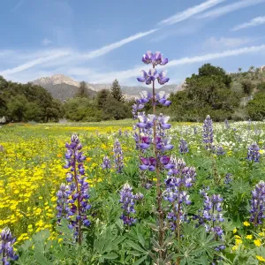 spring wildflower Meadow, 2014 (lupine)