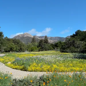 spring wildflower Meadow 2014, SBBG