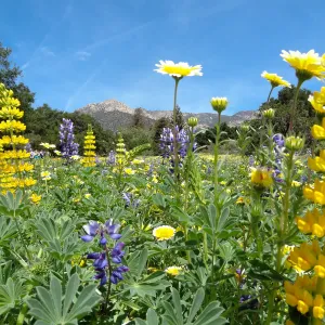 spring wildflower Meadow 2014, SBBG (lupine) (tidy tips)
