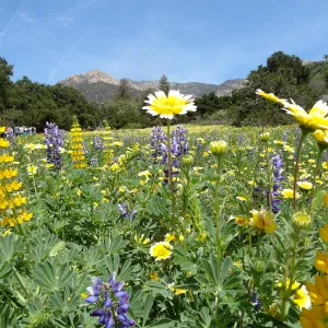 spring wildflower Meadow 2014, SBBG (lupine) (tidy tips)