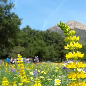 visitors, spring wildflower Meadow 2014, SBBG (lupine) (tidy tips)