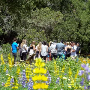 SBCC class, spring wildflower Meadow 2014, SBBG (lupine) 
