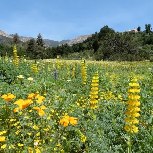 spring wildflower Meadow 2014, SBBG (lupine) (California Poppy)