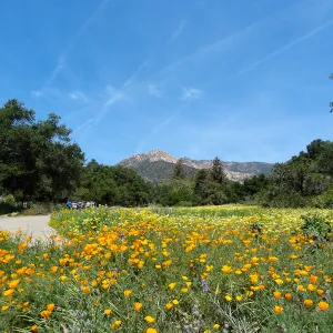 spring wildflower Meadow 2014, SBBG
