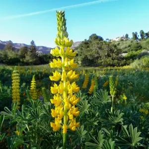 SBBG spring wildflower Meadow, 2014 (lupine) 