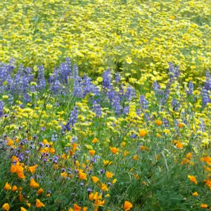 Spring wildflower display in the Meadow (lupine) (California poppy)