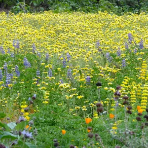Spring wildflower display in the Meadow (lupine) (tidy-tips)
