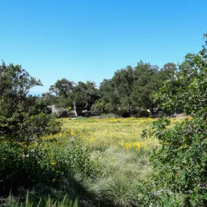 Meadow