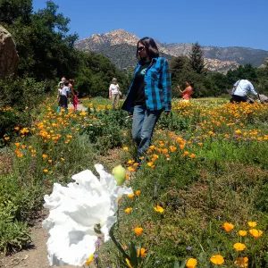 visitors, Spring wildflower Meadow, 2014, SBBG