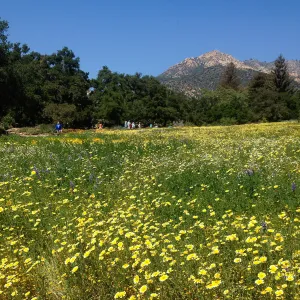 visitors, Spring wildflower Meadow, 2014, SBBG