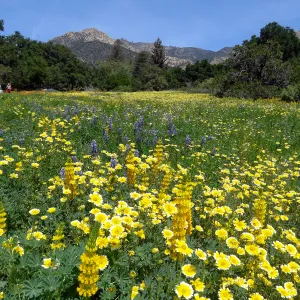 spring wildflower Meadow, 2014, SBBG (lupine), (tidy-tips)