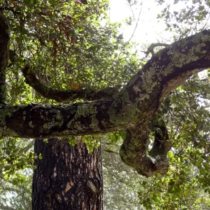 coast live oak, Quercus agrifolia, in bloom, with lichens