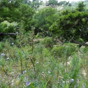Campbell Trail, 5 years post Jesusita Fire
