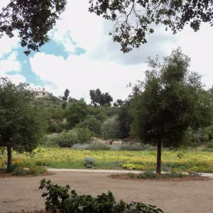 Meadow Oaks