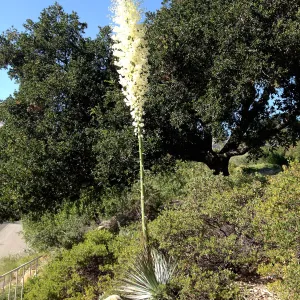 Yucca in bloom, SBBG