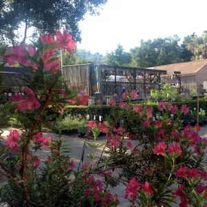 Monkeyflower in bloom, Garden Growers Nursery
