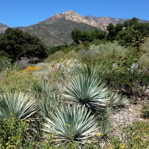Porter Trail in bloom