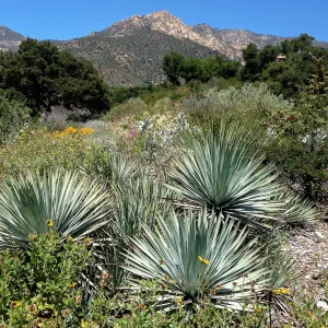 Porter Trail in bloom
