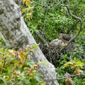 Coopers Hawk family